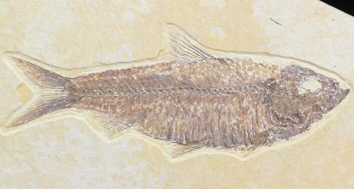 Detailed, Knightia Fossil Fish - Wyoming #42481